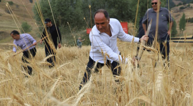 Sivas'ta 2 bin yıllık ata tohumu buğday verdi
